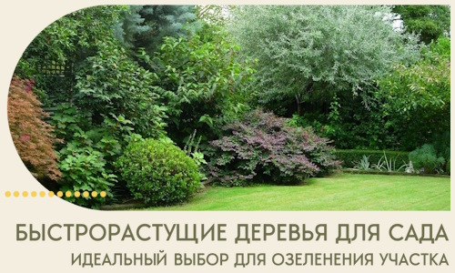 Быстрорастущие деревья для сада идеальный выбор в Евпатории