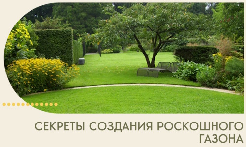 Секреты создания роскошного газона в Евпатории